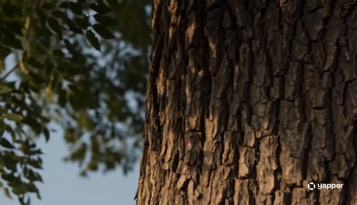 Seedance 2.0 Prompt: Ancient Tree Narrative - Cinematic Video