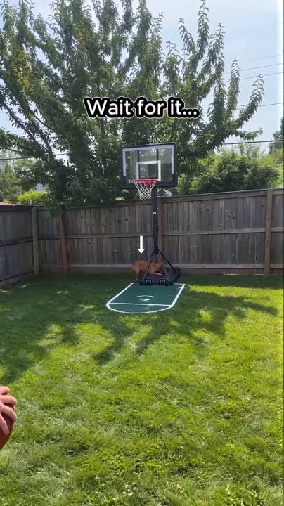 Seedance 2.0 Prompt: Man Dribbling Basketball in Garden with Dog