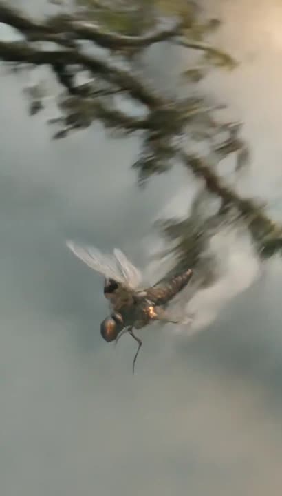 Seedance 2.0 Prompt: Biomechanical Aerial Chase - A Fantasy Action Scene