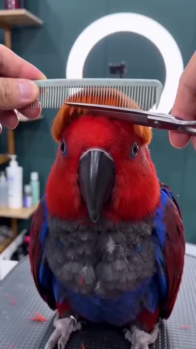Seedance 2.0 Prompt: Parrot Haircut Video Generate
