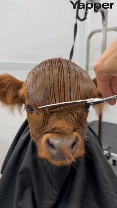 Seedance 2.0 Prompt: Humorous Calf Bowl Cut Transformation