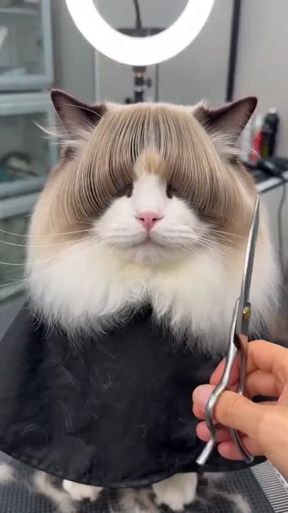 Seedance 2.0 Prompt: Humorous Ragdoll Cat Bowl Cut Makeover
