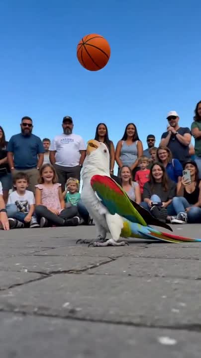 Seedance 2.0 Prompt: Parrot Street Basketball Performance