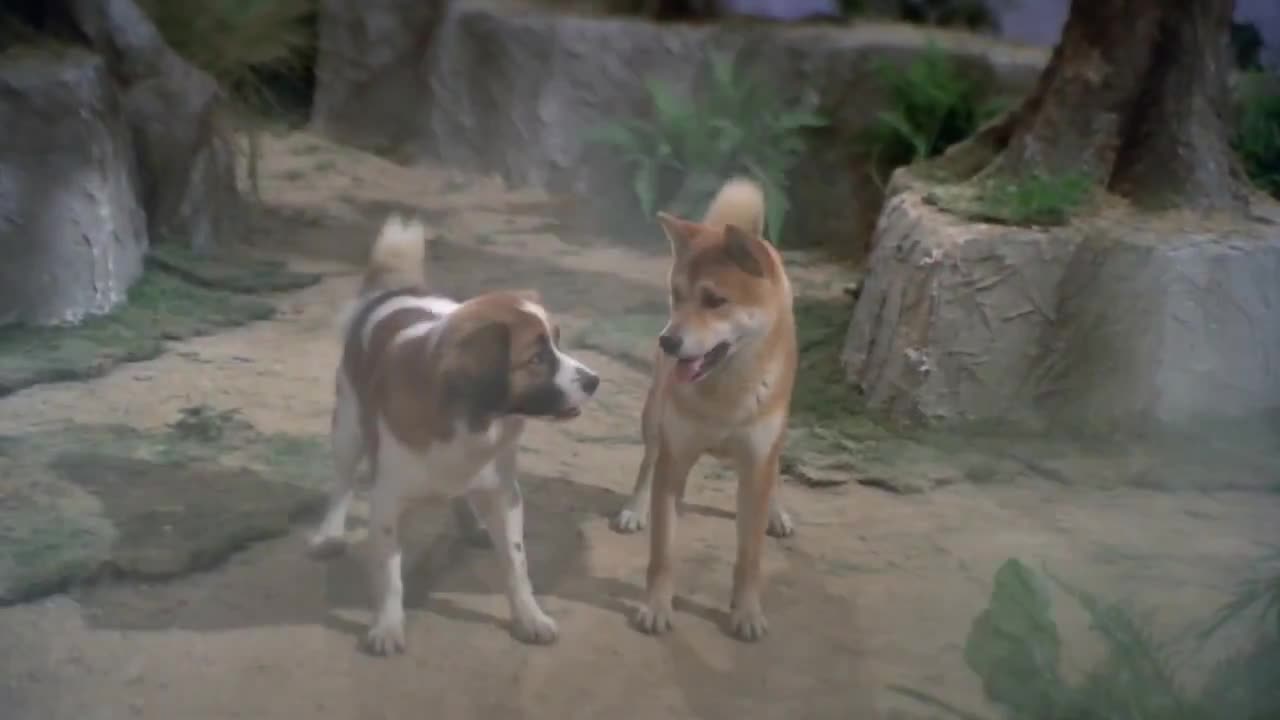 Seedance 2.0 Prompt: Pupu Pulls a Willow – Shaw Brothers Wuxia Style