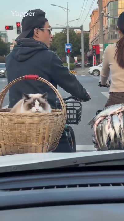Seedance 2.0 Prompt: Cat Tries to Steal Fish at Red Light