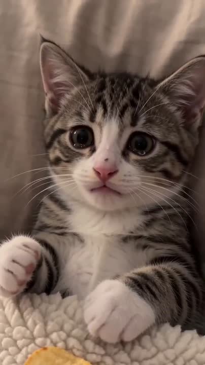 Seedance 2.0 Prompt: Kitten Scrolling on Phone Storyboard