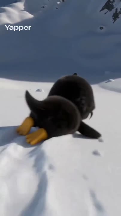 Seedance 2.0 Prompt: Kawaii Penguin Girl on Snowy Mountain