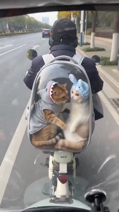 Seedance 2.0 Prompt: Cats on a Scooter - 4K Video