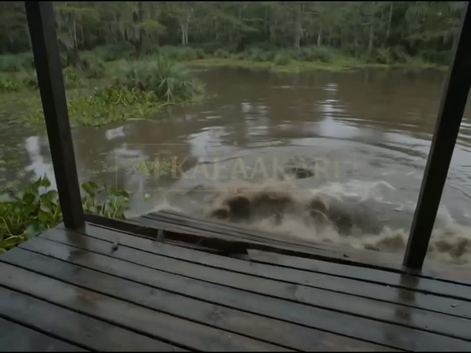 Seedance 2.0 Prompt: Hippo Attack on a Swamp House